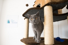 Pet_Assist___Baixa-207