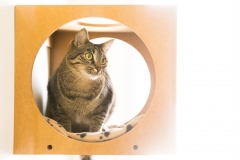 Pet_Assist___Baixa-225