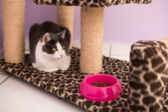 Pet_Assist___Baixa-332