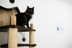 Pet_Assist___Baixa-378