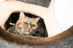 Pet_Assist___Baixa-48