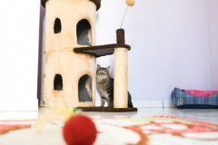 Pet_Assist___Baixa-83