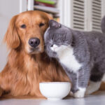 Cachorro e gato juntos
