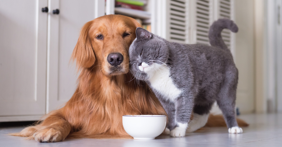 Cachorro e gato juntos