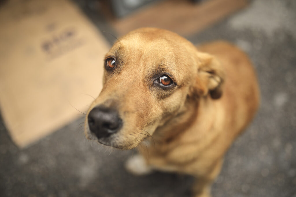 Cachorro triste abandonado