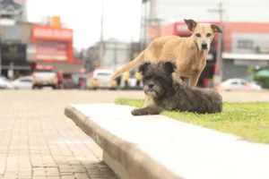 Cachorros Abandonados em Praça